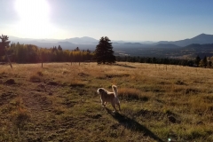 Maggie at Arizona Snowbowl near Flagstaff