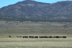 Onaqui Wild Horse Herd